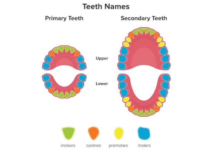 Human Teeth Diagram