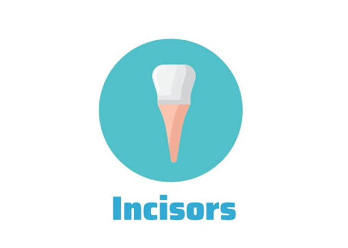 Incisors teeth
