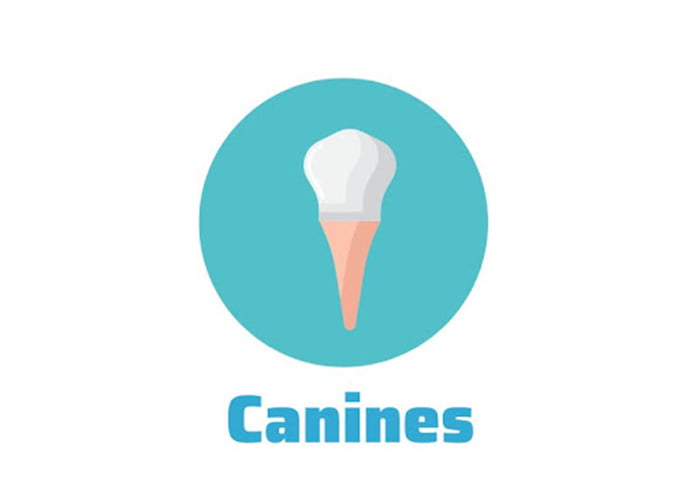 Canines teeth