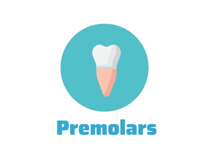 Premolars Teeth