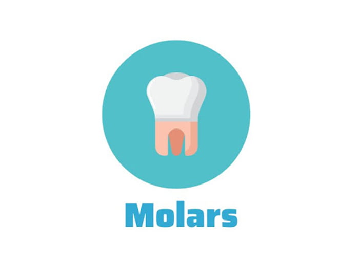 Molars teeth