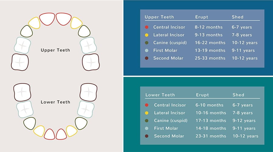 The Timeline of Losing Baby Teeth